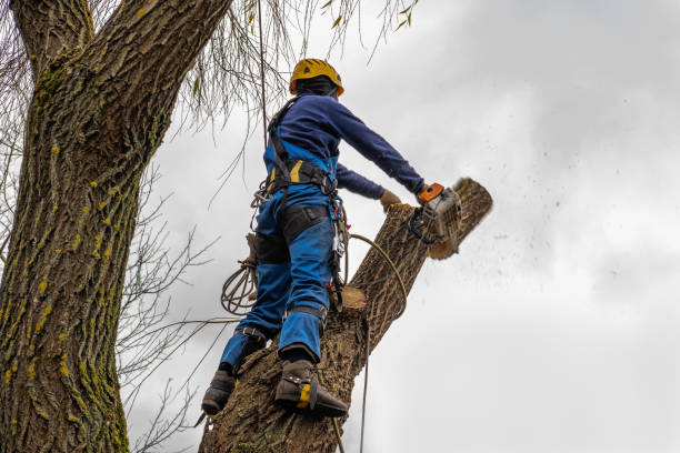 Best Tree Mulching Services  in Myrtle Grove, NC