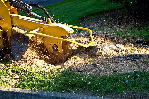 Best Fruit Tree Pruning  in Myrtle Grove, NC