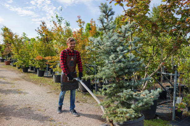 Best Tree Trimming and Pruning  in Myrtle Grove, NC