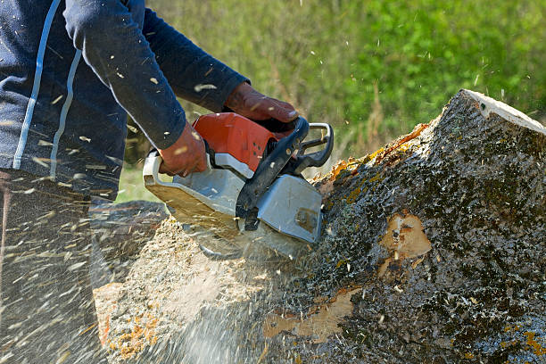 Best Emergency Tree Removal  in Myrtle Grove, NC