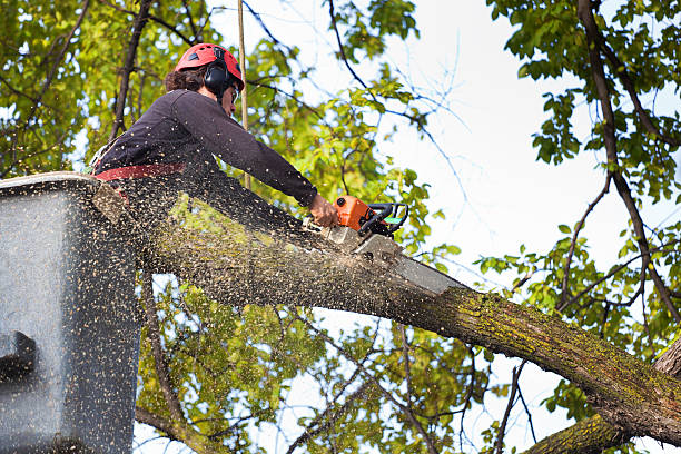 Why Choose Our Tree Removal Services in Myrtle Grove, NC?